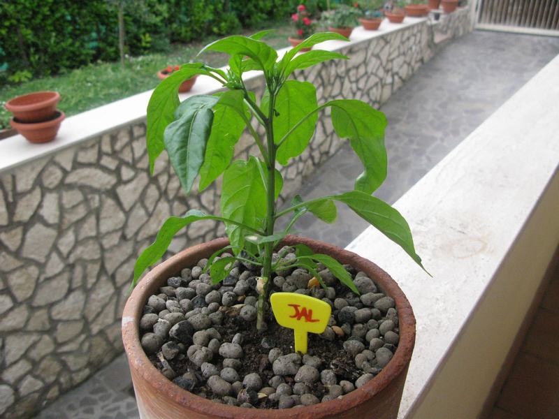 JALAPENO (1 dei 3)