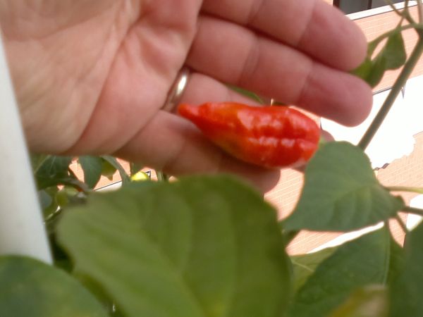 naga_morich_2013-07-21-0441.jpg